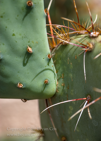 Image of Engelman Prickly Pear (Opuntia engelmannii)
