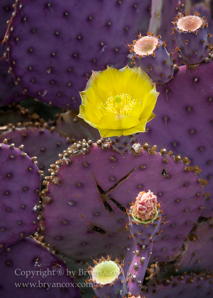 Image of Violet Prickly Pear (Opuntia gosseliniana)