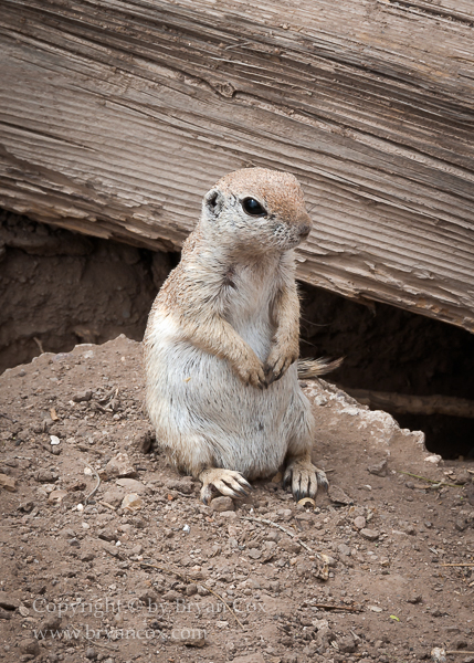 Image of Mammals