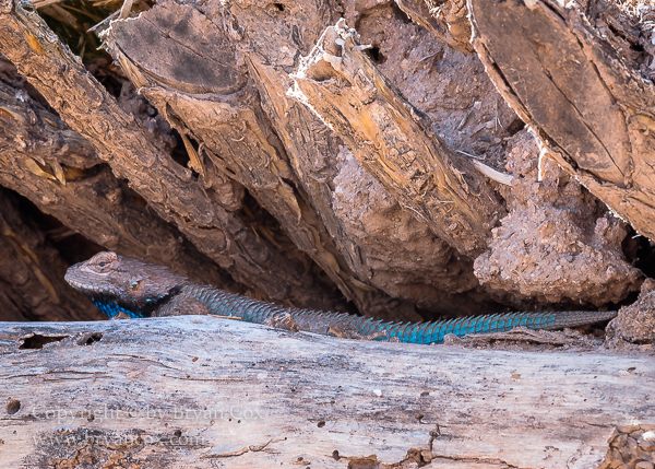 Image of Spiny Lizard