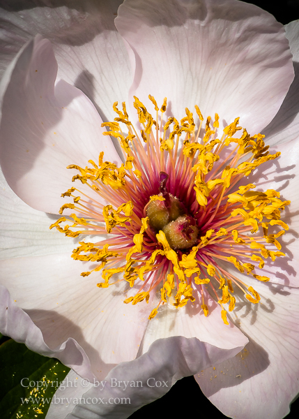Image of Peony