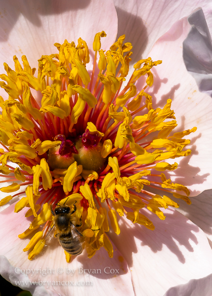 Image of Peony