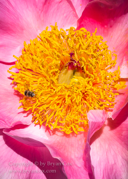 Image of Peony