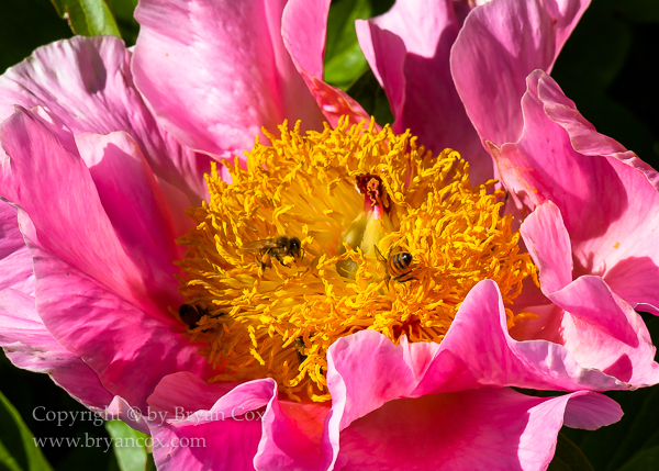 Image of Peony