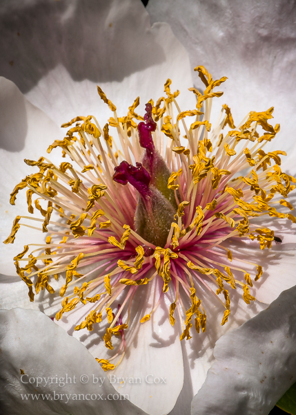 Image of Peony