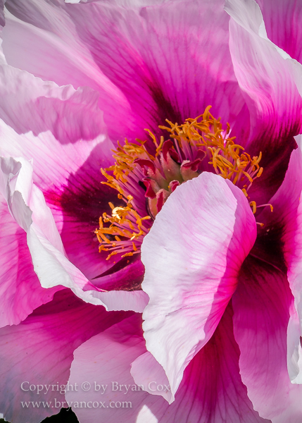 Image of Peony