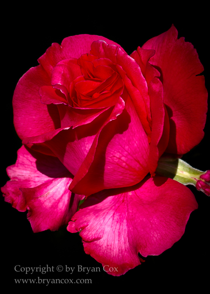 Image of Red rose