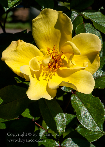 Image of 