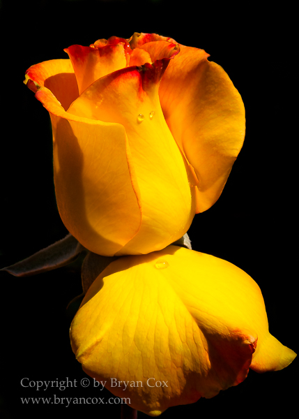 Image of 