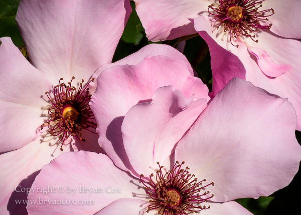 Image of Dainty Bess Rose