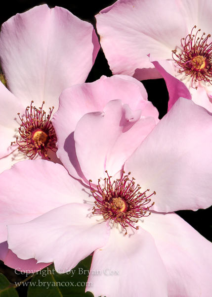 Image of Dainty Bess Rose