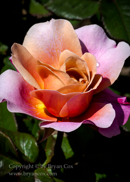 Image of 