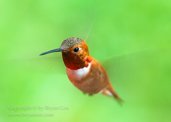 Image of Rufus Hummingbird