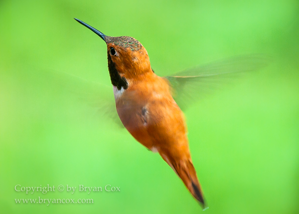 Image of Rufus Hummingbird
