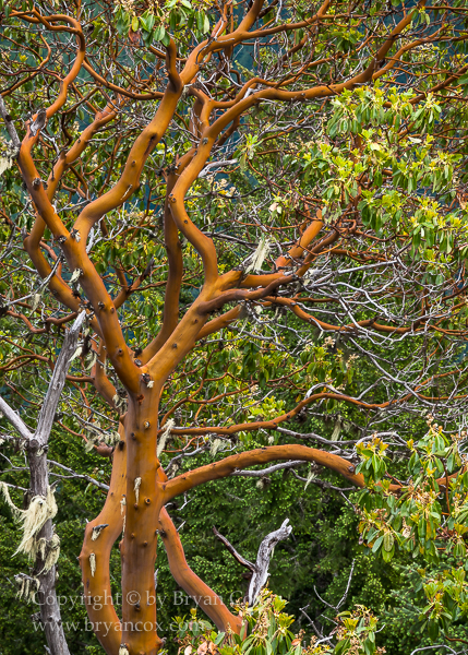 Image of Pacific madrone