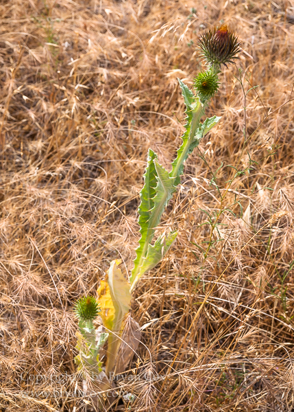 Image of Thistle