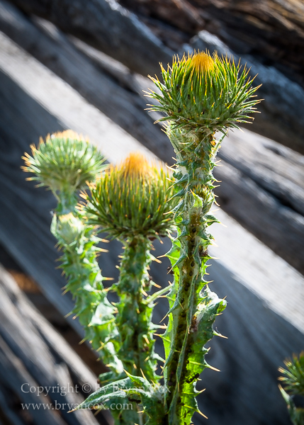 Image of Thistle