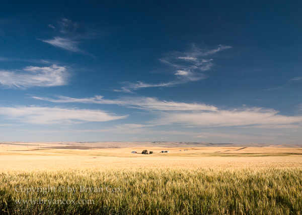 Image of Wheat Field