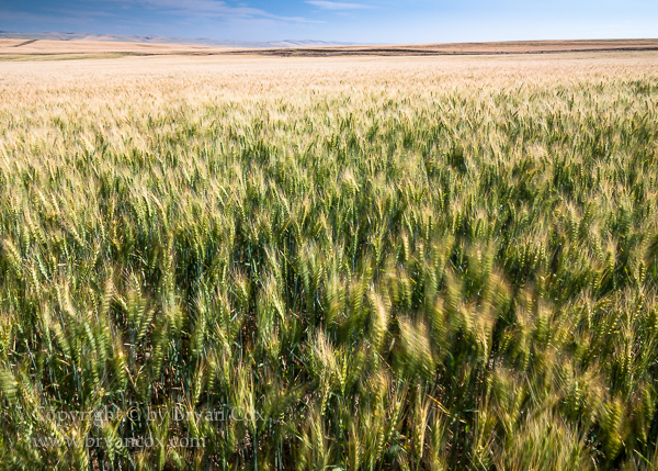 Image of Wheat Field