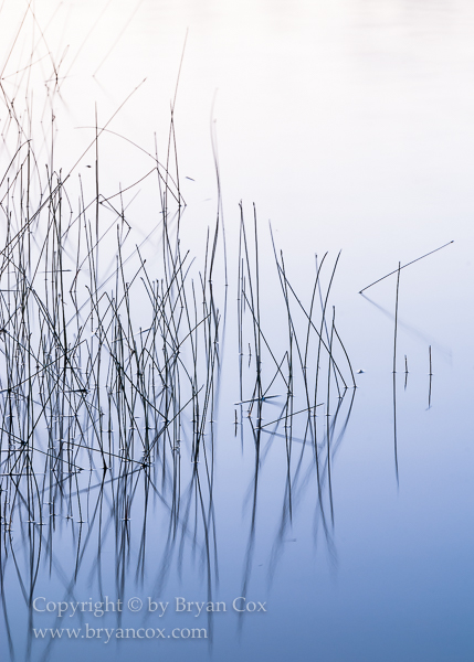 Image of Reeds on Lake Penland