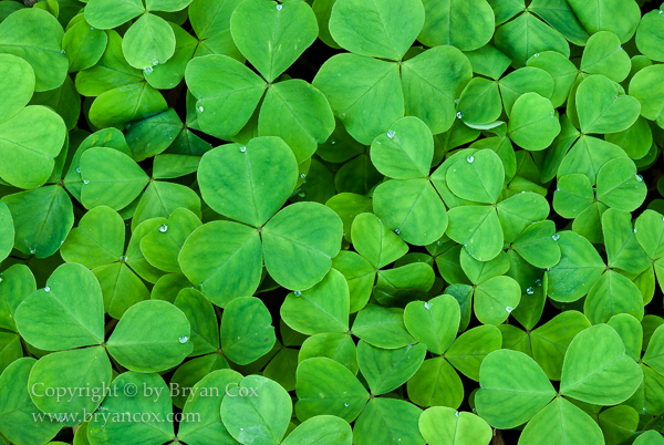 Image of Redwood Sorrel (Oxalis oregana)