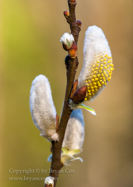 Image of Hooker's Willow catkins