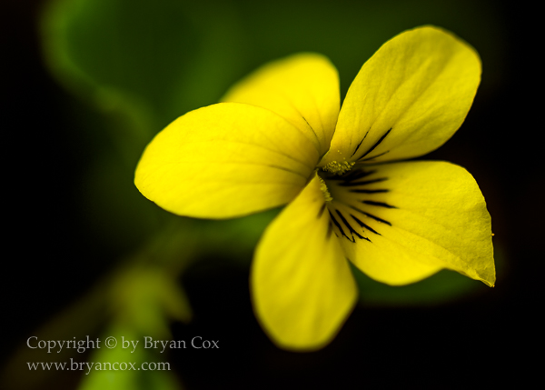 Image of Shelton Violet (Viola sheltonii)