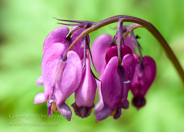 Image of Bleeding Heart (Dicentra formosa)