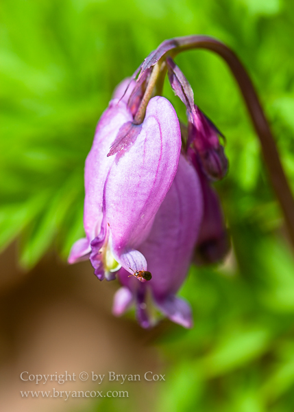 Image of Bleeding Heart (Dicentra formosa)