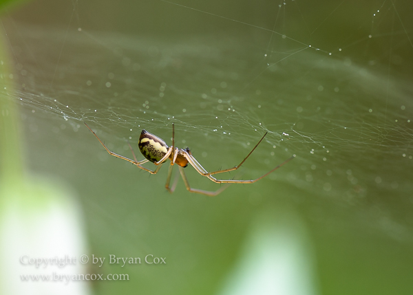 Image of Hammockweb Spider (Pimoa)