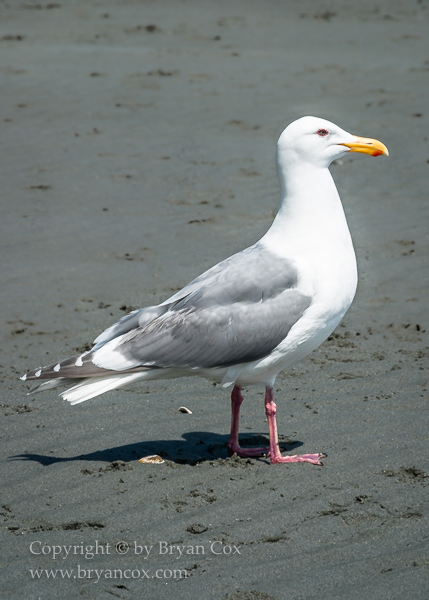 Image of Cormorants, Gulls, & Terns