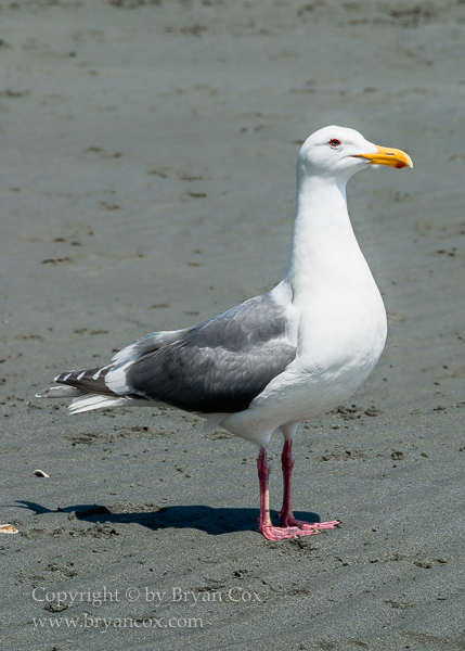 Image of Western Gull