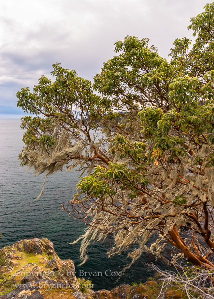 Image of Pacific Madrone & Old Man's Beard