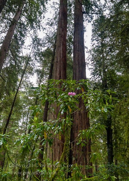 Image of Jedediah Smith State Park, California