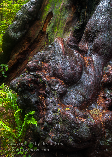 Image of Redwood Burl