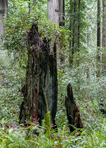 Image of 
