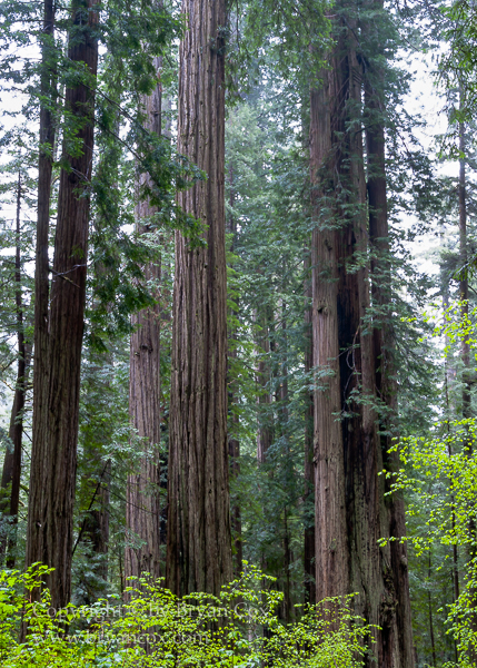 Image of Prairie Creek Redwoods State Park, California
