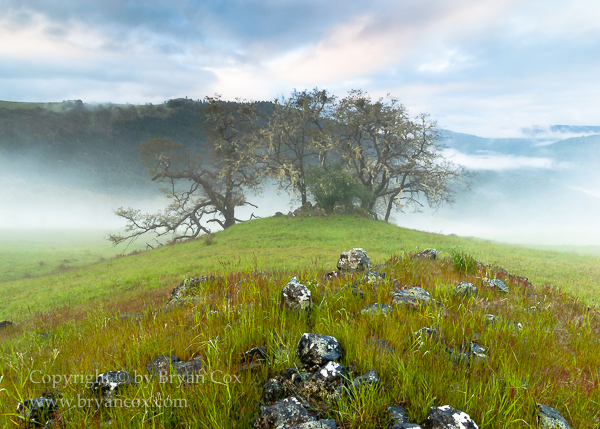 Image of A Grove of California Black Oak