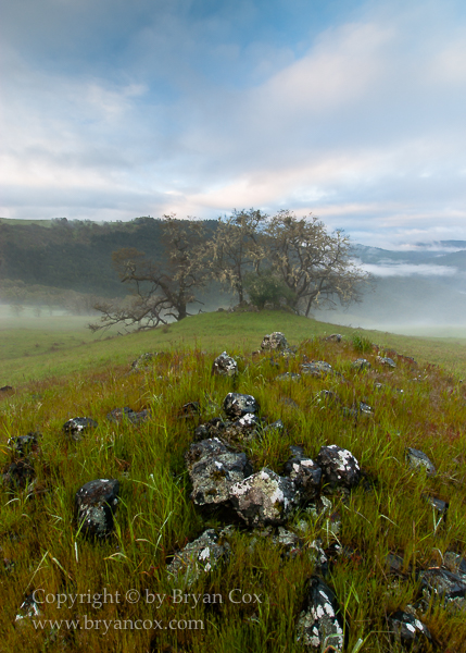 Image of A Grove of California Black Oak