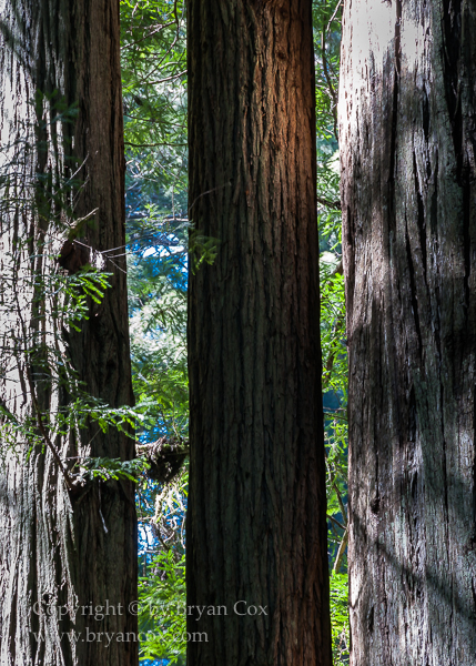 Image of Redwoods