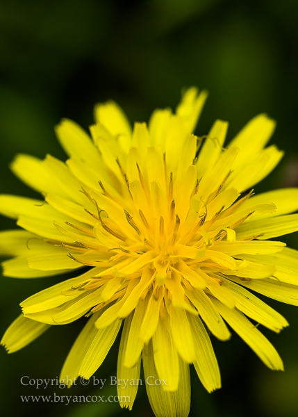 Image of 
