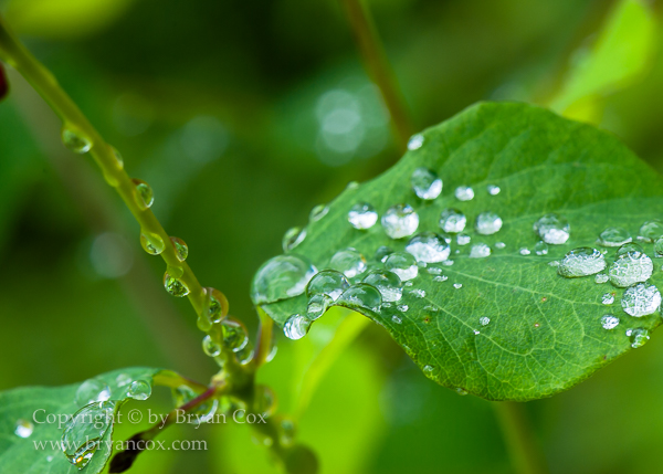 Image of Snowberry Leaves 