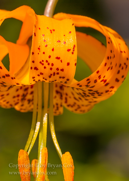 Image of Tiger Lilly (Lilium columbianum)