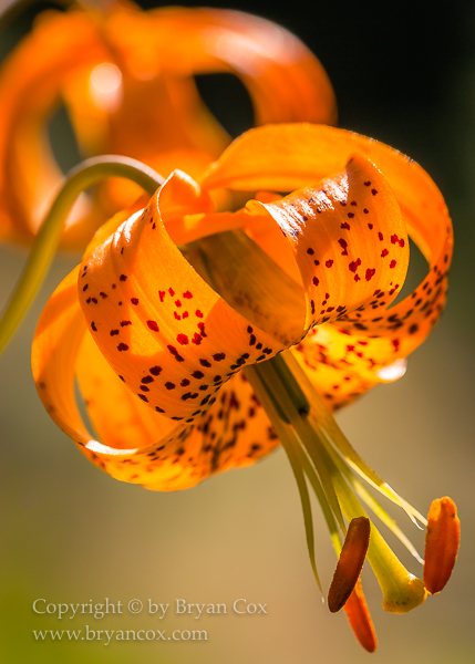 Image of Tiger Lilly (Lilium columbianum)