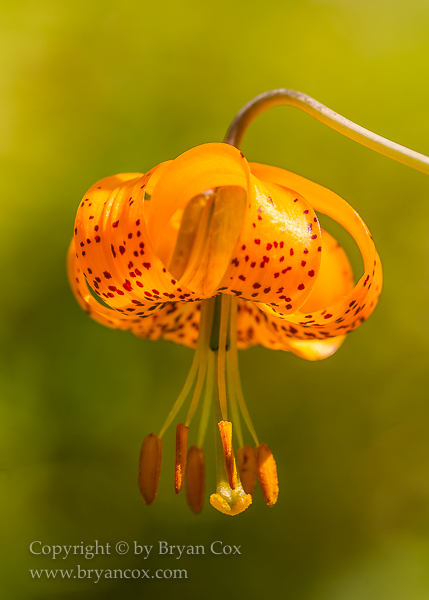 Image of Tiger Lilly (Lilium columbianum)