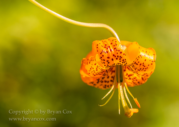 Image of Tiger Lilly (Lilium columbianum)