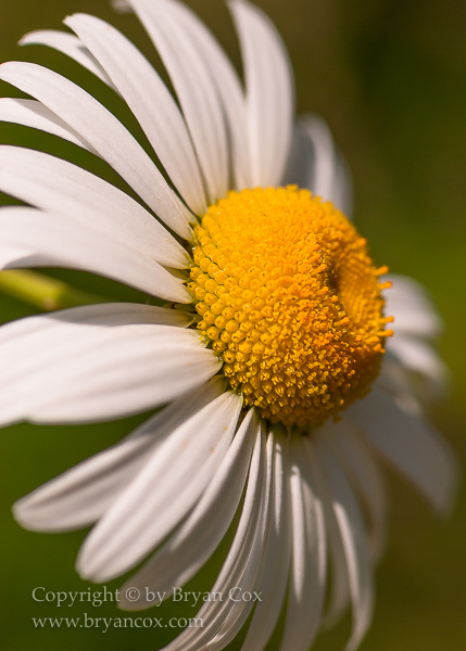Image of Oxeye Daisy (Leucanthemum vulgare)