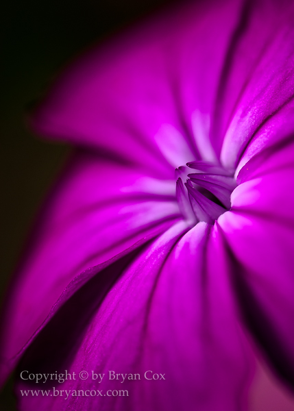 Image of Rose Campion (Silene coronaria)