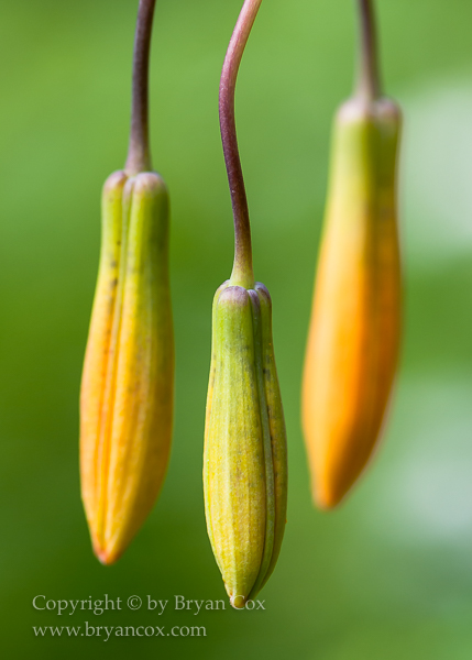 Image of Tiger Lilly (Lilium columbianum)