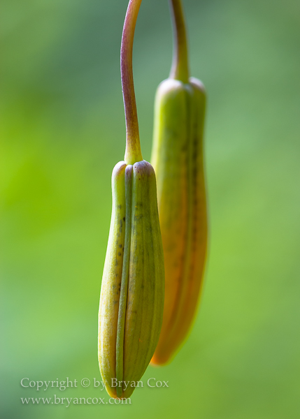Image of Tiger Lilly (Lilium columbianum)